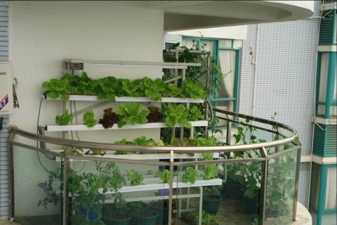 杭州农贸市场蔬菜普遍涨价 71岁奶奶想到阳台