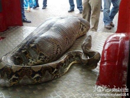 有网友爆料称云南省曲靖市发生蟒蛇吞人事件,