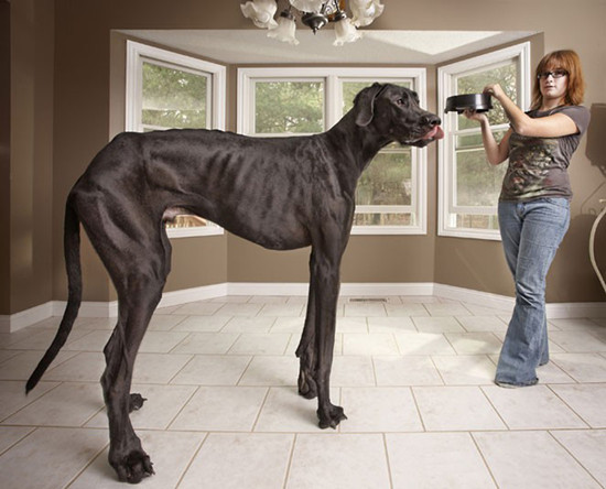 最高的狗:美国大丹狗"zeus"身高约为1.12米.