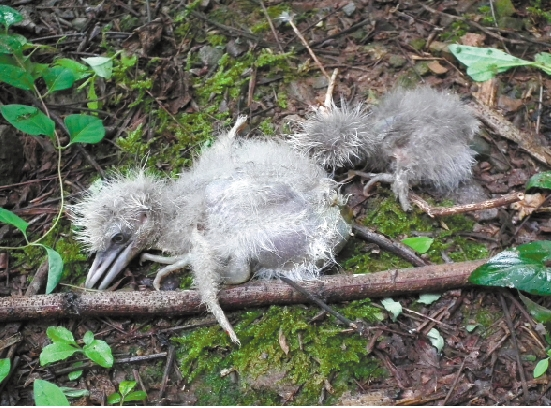 衢州:杉林被砍万只白鹭巢毁鸟亡 引林业局官微