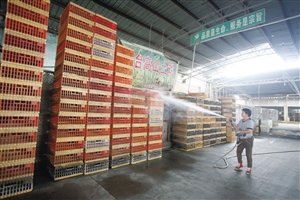 宁波市肉禽蛋批发市场，活禽交易区的工作人员对空置的鸡笼喷洒消毒水，为市场重新开放做准备