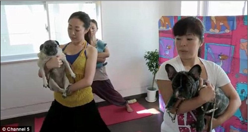 全球最奢华宠物：狗狗做瑜伽鸭子穿时装走猫步