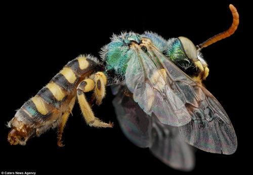 美国一个机构拍摄到的绿色蜜蜂。