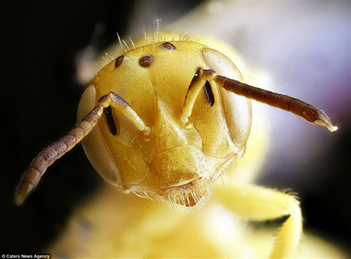 美一机构借用军方技术微距拍摄500种蜜蜂（图）