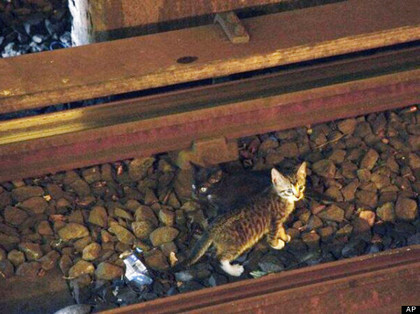 2只顽皮小猫躲铁轨下纽约地铁停驶90分钟（图）