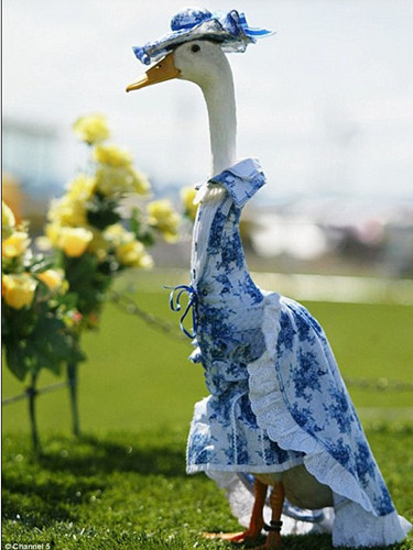 布莱恩 哈林顿为他的鸭子们买了上百件的裙装。