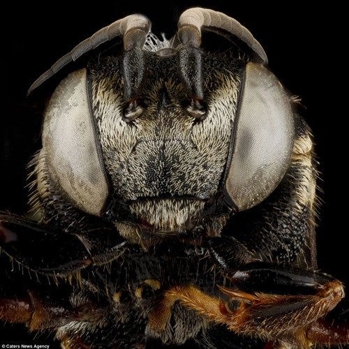 利用先进的拍摄于图像处理技术，蜜蜂的细微之处清晰可见。