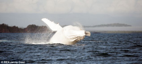 白鲸当时不断浮出水面呼吸，跳跃的动作相当敏捷。