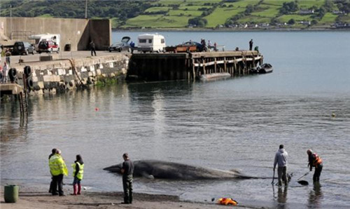 巨型鲸鱼搁浅海滩引来附近一些民众前来围观。