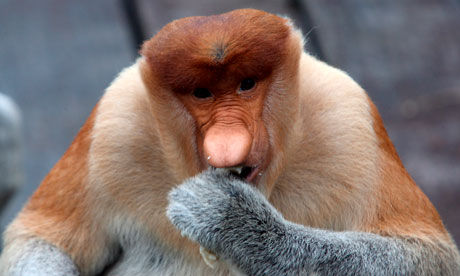世界最丑动物之一――长鼻猴