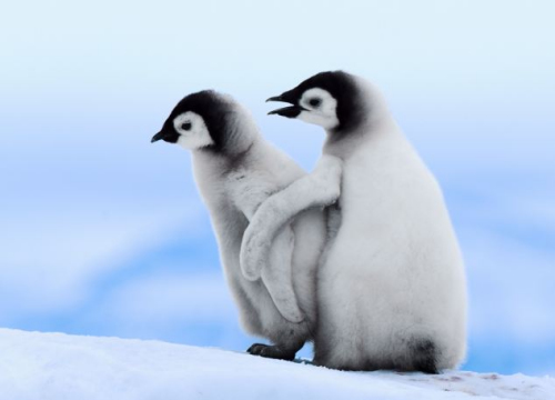 两只企鹅相互依偎进行取暖。