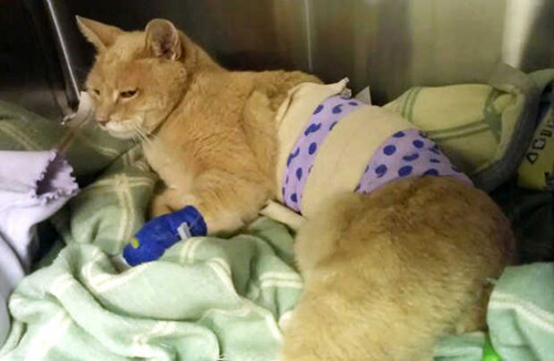 美国“猫市长”遭恶犬袭受伤历经3小时手术存活