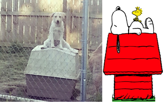 狗模仿漫画史努比坐狗屋屋顶幻想被称很傻又可爱