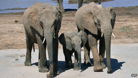 津巴布韦81头野生大象遭毒杀象牙被盗走（图）