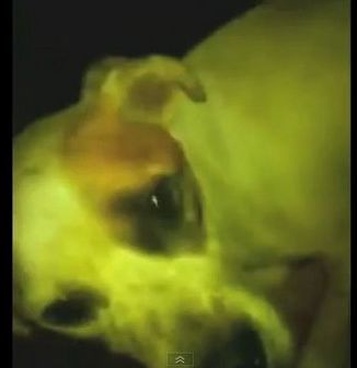 母狗被弃养一脸悲伤。