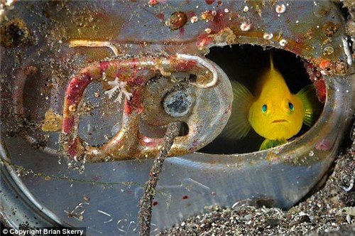 美丽的黄虾虎鱼从日本附近海域的一个破罐子里轻盈地游出。