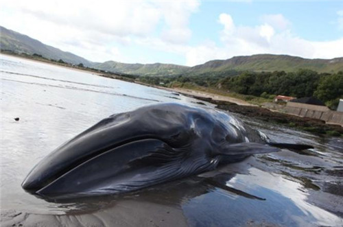 这头鲸鱼长约7.6米，重量可能在4至5吨之间。