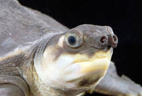 世界最丑动物之一――猪鼻龟