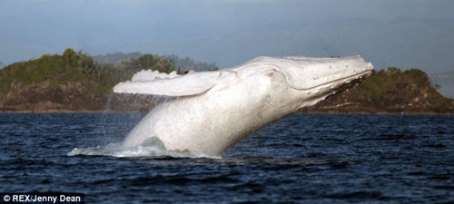 拍摄罕见白鲸水面跳跃动作敏捷浪花四溅（组图）
