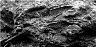 上山遗址发现的陶胎中的稻壳、稻叶