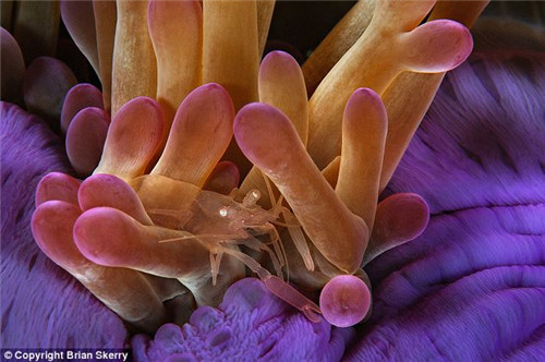 摄影师拍摄海底动物：半透明海虾海葵中穿梭（图）