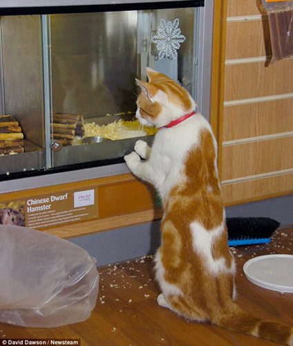 萌猫每天造访商店望着橱窗里老鼠或鱼出神（图）