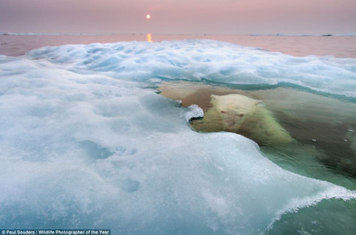 北极熊潜伏在冰面以下。