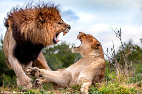母狮如何拒雄狮交配要求？对视张口“狮吼”（图）