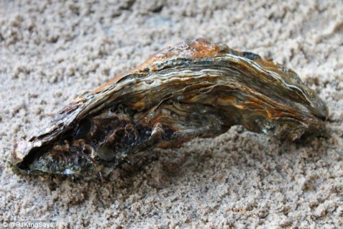 这个牡蛎被打捞上来时仍然存活。