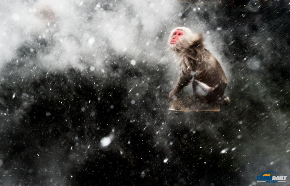 从风雪中的猴子到“忍者神龟”动物摄影作品赏析