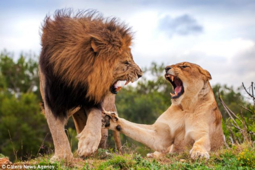 母狮咧嘴露齿显示凶相表示“抗议”，还试图用脚掌推开雄狮。