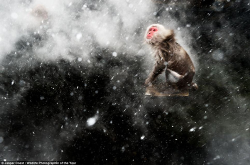 小猴子望着纷飞的雪花凝神。