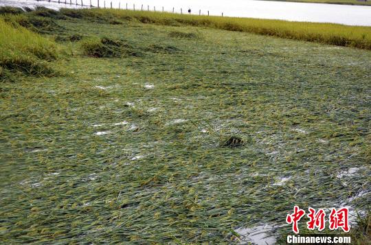 农田被淹，导致水稻倒伏。　金云国　摄