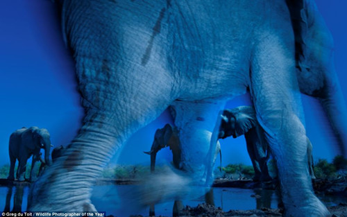 动物世界奇观：大象水边社交猴子望雪花凝神（图）