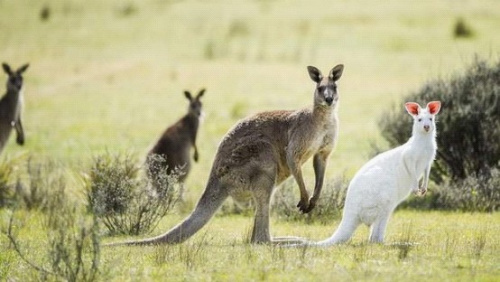 澳洲国家公园现白化袋鼠罕见白色外衣惹眼（图）