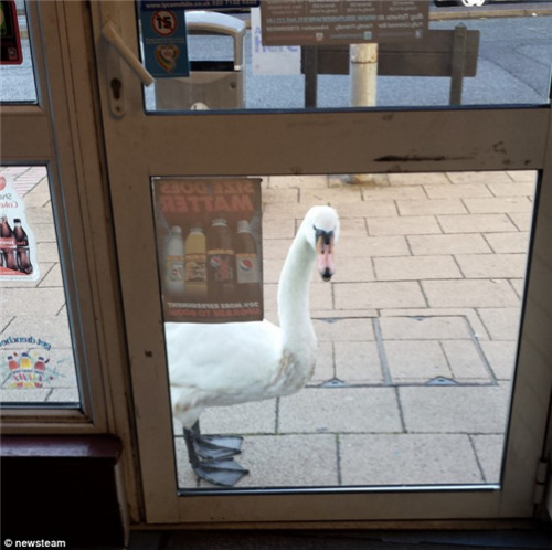 天鹅一直在店门外徘徊，迟迟不愿离去。