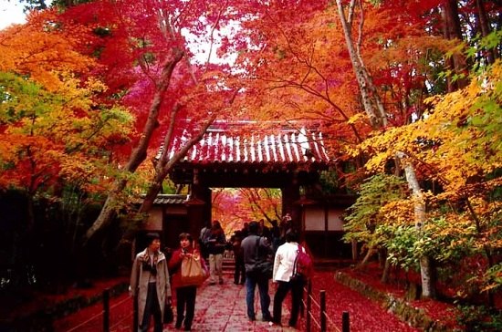 日本京都红枫本月迎来最艳期当地展开游园活动