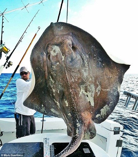 迈阿密渔民捕获深海巨鱼长4米重360公斤（图）