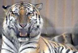 韩国首尔大公园24日发生的老虎袭击饲养员事故，一只俄罗斯总统普京赠送的老虎咬伤饲养员后跳出围栏。