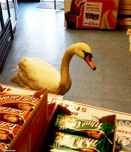一只大胆白天鹅闯入英国一家商店“抢食”，尽享店内薯片美味。