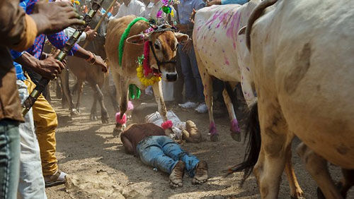印度数十名男子躺在地上接受“圣牛”踩踏祈福（网页截图）