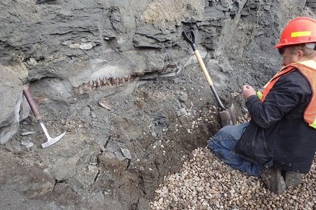 加拿大再出土鸭嘴恐龙化石恐龙身长约8米（图）