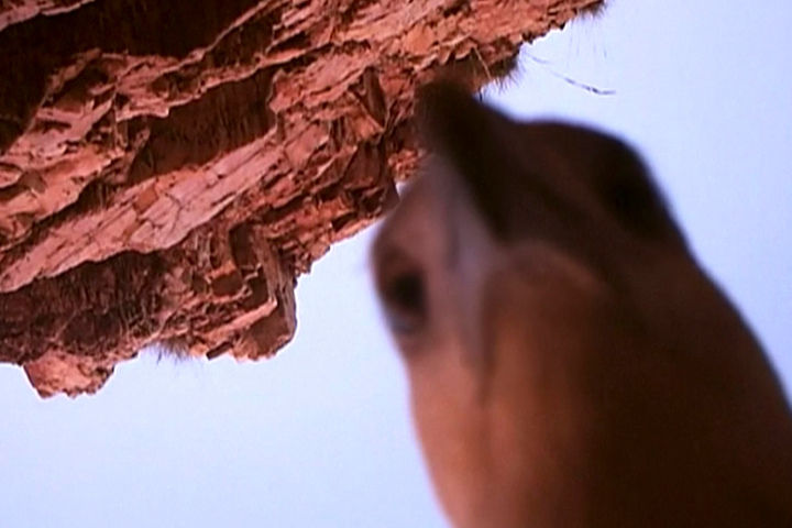 海鹰在摄像机镜头前玩“自拍”