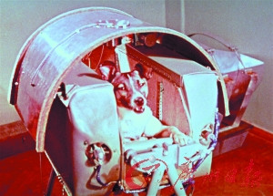 飞向太空的“动物敢死队”:小狗进入太空被吓死