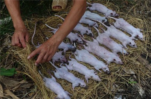 每年水稻收获季节过后，当地民众就开始前往野外捕捉田鼠。