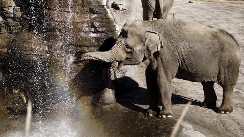 大象发狂攻击饲养员长鼻卷起猛抛致其丧命（图）