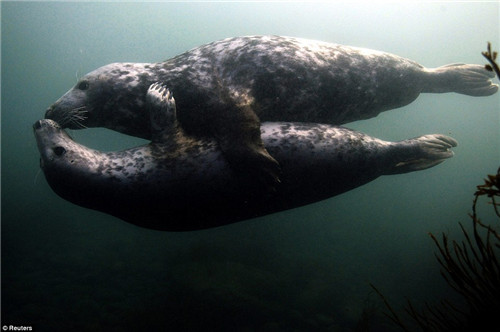 两头海豹在水中拥抱，进行激情“接吻”。