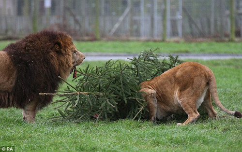 最终，这棵树还是被忙着吃肉的狮子们推倒了。