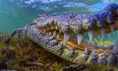 摄影师水下偶遇凶猛鳄鱼冷静应对免遭袭击（图）