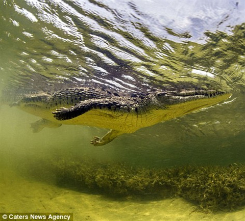 鳄鱼在水中游动。